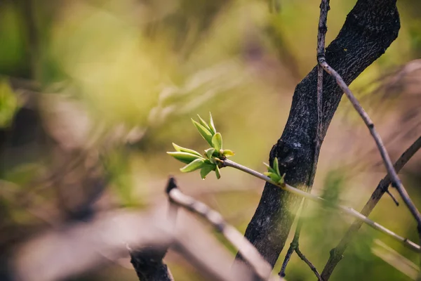 Buds Tree Branches March Tree Branch Buds Background Spring Image — Stock Photo, Image