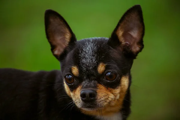 Perro Mascota Pasea Por Calle Chihuahua Perro Dar Paseo Chihuahua —  Fotos de Stock