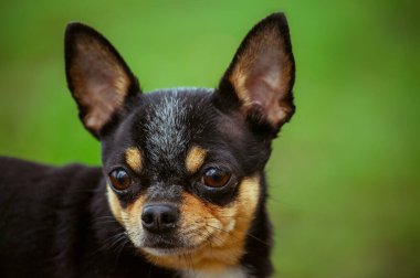 Evcil köpek sokakta yürüyor. Chihuahua köpeği yürüyüşe çıktı. Chihuahua siyah, kahverengi ve beyaz. Yürüyüşe çıkmış şirin bir köpek yavrusu. Bahçedeki ya da parktaki köpek İyi yetiştirilmiş köpek Chihuahua mini pürüzsüz saçlı