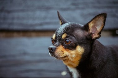 Evcil köpek sokakta yürüyor. Chihuahua köpeği yürüyüşe çıktı. Chihuahua siyah, kahverengi ve beyaz. Yürüyüşe çıkmış şirin bir köpek yavrusu. Bahçedeki ya da parktaki köpek İyi yetiştirilmiş köpek Chihuahua mini pürüzsüz saçlı