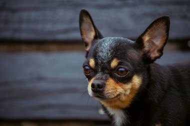 Evcil köpek sokakta yürüyor. Chihuahua köpeği yürüyüşe çıktı. Chihuahua siyah, kahverengi ve beyaz. Yürüyüşe çıkmış şirin bir köpek yavrusu. Bahçedeki ya da parktaki köpek İyi yetiştirilmiş köpek Chihuahua mini pürüzsüz saçlı