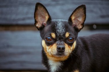 Evcil köpek sokakta yürüyor. Chihuahua köpeği yürüyüşe çıktı. Chihuahua siyah, kahverengi ve beyaz. Yürüyüşe çıkmış şirin bir köpek yavrusu. Bahçedeki ya da parktaki köpek İyi yetiştirilmiş köpek Chihuahua mini pürüzsüz saçlı
