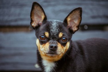 Evcil köpek sokakta yürüyor. Chihuahua köpeği yürüyüşe çıktı. Chihuahua siyah, kahverengi ve beyaz. Yürüyüşe çıkmış şirin bir köpek yavrusu. Bahçedeki ya da parktaki köpek İyi yetiştirilmiş köpek Chihuahua mini pürüzsüz saçlı