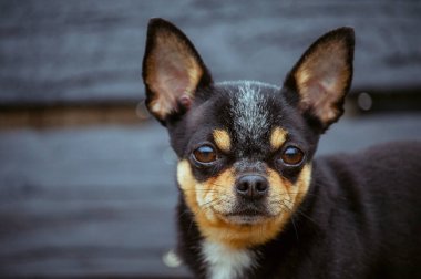 Evcil köpek sokakta yürüyor. Chihuahua köpeği yürüyüşe çıktı. Chihuahua siyah, kahverengi ve beyaz. Yürüyüşe çıkmış şirin bir köpek yavrusu. Bahçedeki ya da parktaki köpek İyi yetiştirilmiş köpek Chihuahua mini pürüzsüz saçlı