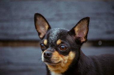 Evcil köpek sokakta yürüyor. Chihuahua köpeği yürüyüşe çıktı. Chihuahua siyah, kahverengi ve beyaz. Yürüyüşe çıkmış şirin bir köpek yavrusu. Bahçedeki ya da parktaki köpek İyi yetiştirilmiş köpek Chihuahua mini pürüzsüz saçlı