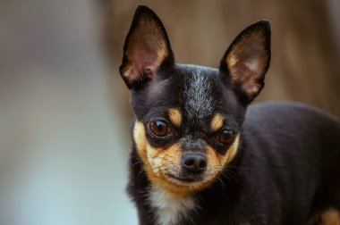 Evcil köpek sokakta yürüyor. Chihuahua köpeği yürüyüşe çıktı. Chihuahua siyah, kahverengi ve beyaz. Yürüyüşe çıkmış şirin bir köpek yavrusu. Bahçedeki ya da parktaki köpek İyi yetiştirilmiş köpek Chihuahua mini pürüzsüz saçlı