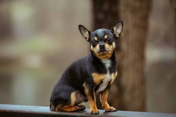 Hondenloopjes Straat Chihuahua Hond Voor Een Wandeling Chihuahua Zwart Bruin — Stockfoto
