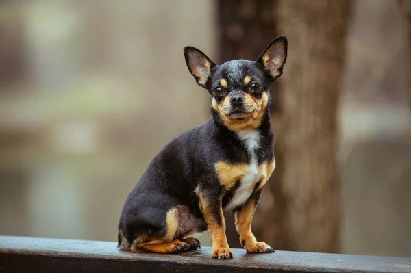 Hund Geht Auf Der Straße Spazieren Chihuahua Hund Für Einen — Stockfoto