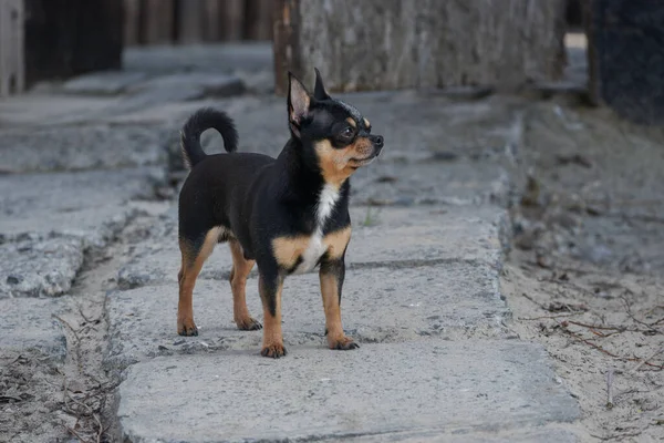 ペット犬が通りを歩いている 散歩のChihuahua犬 Chihuahua黒 茶色と白 散歩中の可愛い子犬 庭や公園で犬よく手入れの行き届いた犬Chihuahuaミニ滑らかな髪 — ストック写真