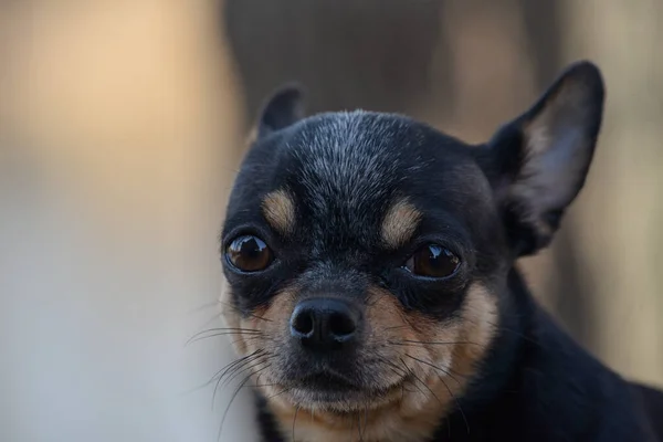 Hund Geht Auf Der Straße Spazieren Chihuahua Hund Für Einen — Stockfoto