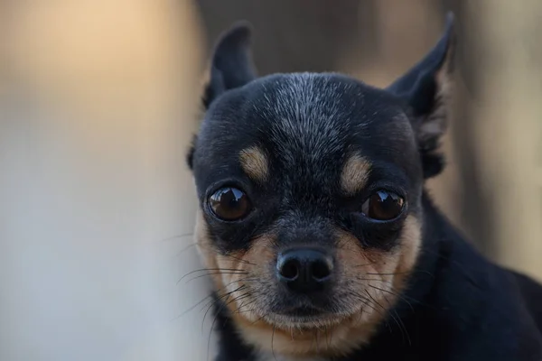 Kiskutya Sétál Utcán Chihuahua Kutya Sétálni Chihuahua Fekete Barna Fehér — Stock Fotó