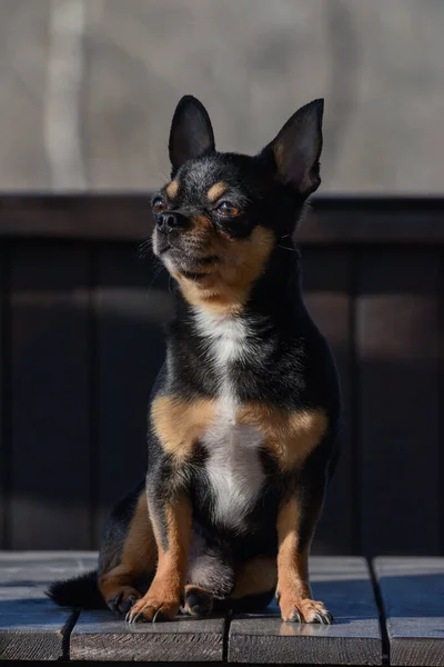 Cane Compagnia Cammina Strada Cane Chihuahua Una Passeggiata Chihuahua Nero — Foto Stock