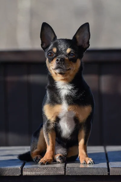 Hund Geht Auf Der Straße Spazieren Chihuahua Hund Für Einen — Stockfoto