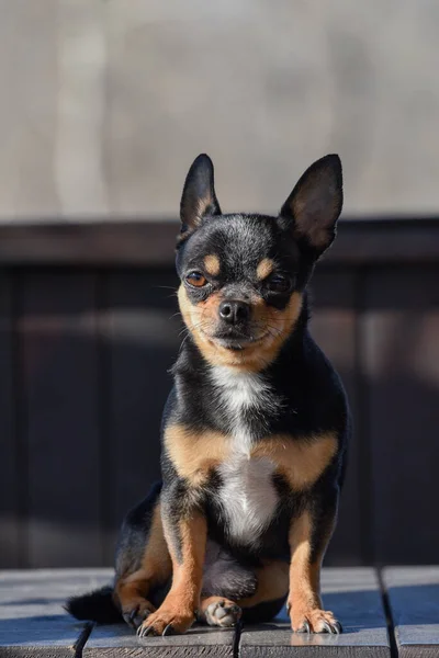 Pies Spaceruje Ulicy Chihuahua Pies Spacer Chihuahua Czarny Brązowy Biały — Zdjęcie stockowe