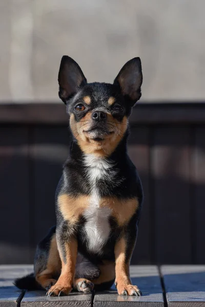 Pies Spaceruje Ulicy Chihuahua Pies Spacer Chihuahua Czarny Brązowy Biały — Zdjęcie stockowe