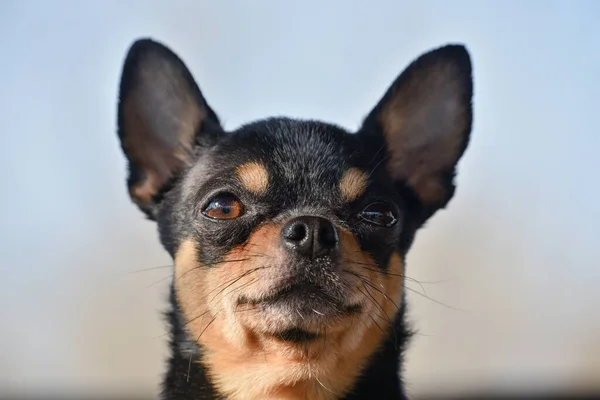 ペット犬が通りを歩いている 散歩のChihuahua犬 Chihuahua黒 茶色と白 散歩中の可愛い子犬 庭や公園で犬よく手入れの行き届いた犬Chihuahuaミニ滑らかな髪 — ストック写真