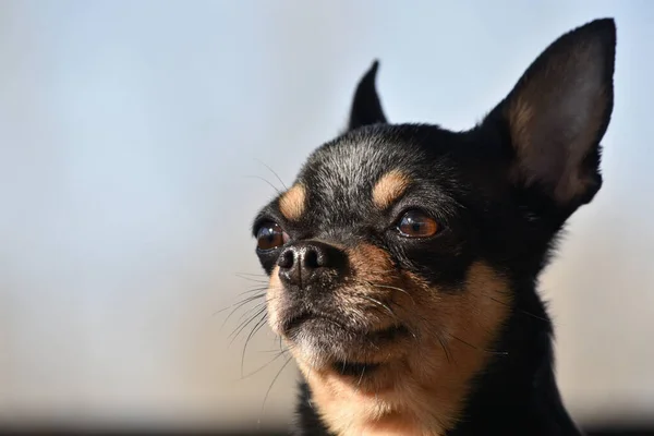 Pet dog walks on the street. Chihuahua dog for a walk. Chihuahua black, brown and white. Cute puppy on a walk. Dog in the garden or in the park Well groomed dog Chihuahua mini smooth haired