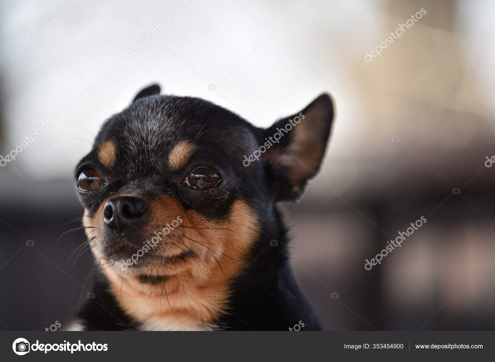 Pet Dog Walks Street Chihuahua Dog Walk Chihuahua Black Brown Stock Photo Image By C Kapinosova
