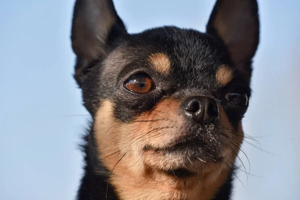 Perro Mascota Pasea Por Calle Chihuahua Perro Dar Paseo Chihuahua —  Fotos de Stock