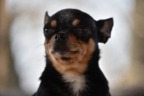 Evcil Köpek Sokakta Yürüyor Chihuahua Köpeği Yürüyüşe Çıktı Chihuahua Siyah — Stok fotoğraf