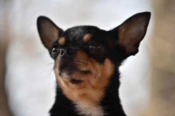 Perro Mascota Pasea Por Calle Chihuahua Perro Dar Paseo Chihuahua — Foto de Stock