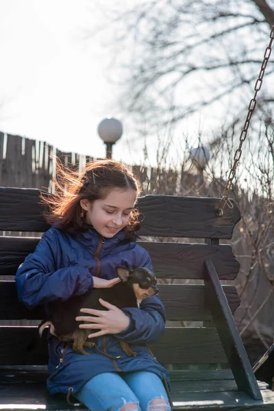 Fetiţă Căţeluş Chihuahua Apusul Soarelui Căţeluş Mâinile Unei Fete Fata — Fotografie, imagine de stoc