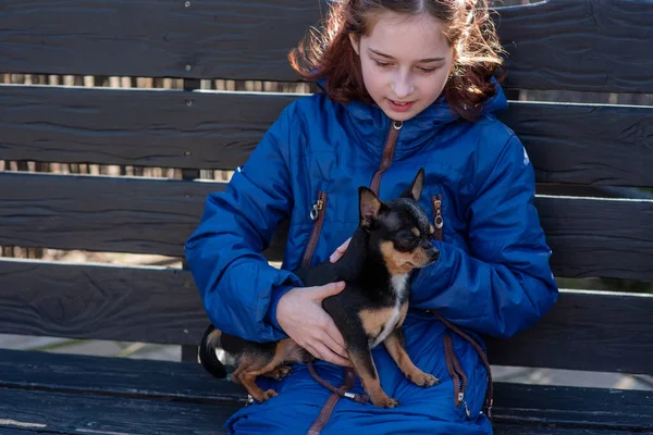 Dziewczynka Szczeniakiem Chihuahua Zachodzie Słońca Szczeniaczek Rękach Dziewczyny Dziewczyna Trzymająca — Zdjęcie stockowe