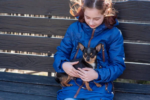 Dziewczynka Szczeniakiem Chihuahua Zachodzie Słońca Szczeniaczek Rękach Dziewczyny Dziewczyna Trzymająca — Zdjęcie stockowe