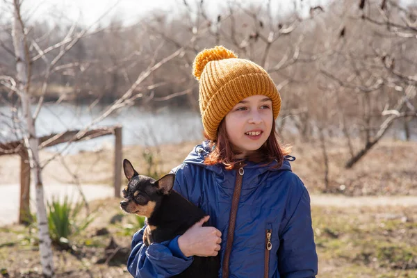 Fetiţă Căţeluş Chihuahua Apusul Soarelui Căţeluş Mâinile Unei Fete Fata — Fotografie, imagine de stoc