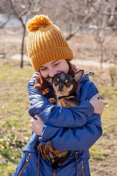 Menina Com Cachorro Chihuahua Pôr Sol Cachorrinho Nas Mãos Uma — Fotografia de Stock