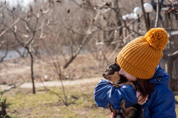 Маленька Дівчинка Цуценям Чіхуахуа Заході Сонця Цуценя Руках Дівчинки Дівчина — стокове фото