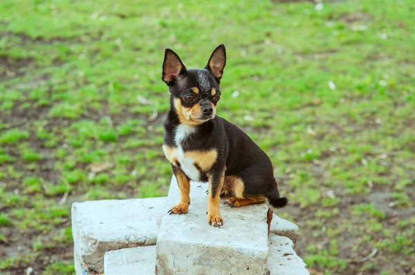 Pet dog walks on the street. Chihuahua dog for a walk. Chihuahua black, brown and white. Cute puppy on a walk. Dog in the garden or in the park Well groomed dog Chihuahua mini smooth haired