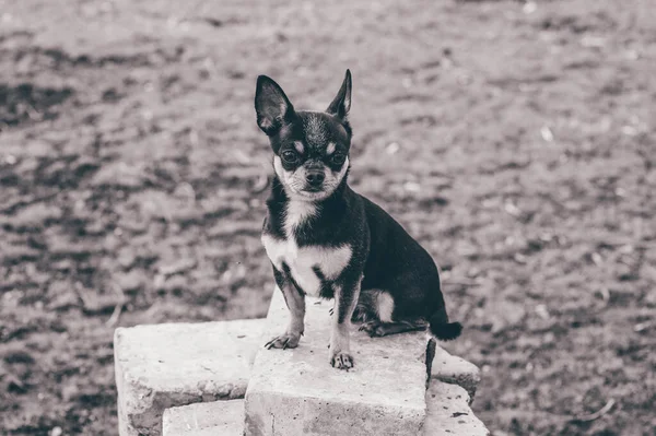 Perro Mascota Pasea Por Calle Chihuahua Perro Dar Paseo Chihuahua —  Fotos de Stock