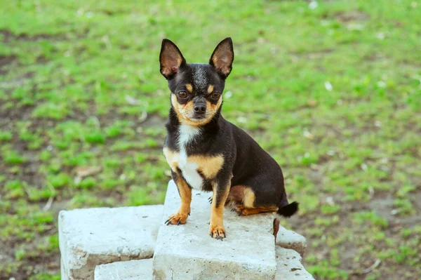 Hundar Rastar Gatan Chihuahua Hund För Promenad Chihuahua Svart Brun — Stockfoto
