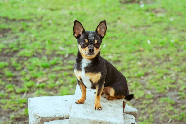 Evcil Köpek Sokakta Yürüyor Chihuahua Köpeği Yürüyüşe Çıktı Chihuahua Siyah — Stok fotoğraf