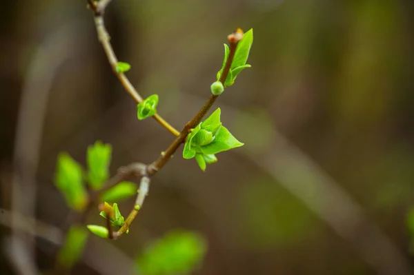 Brotes Ramas Árboles Marzo Rama Del Árbol Con Brotes Fondo — Foto de Stock