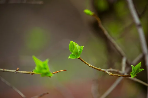 Brotes Ramas Árboles Marzo Rama Del Árbol Con Brotes Fondo — Foto de Stock