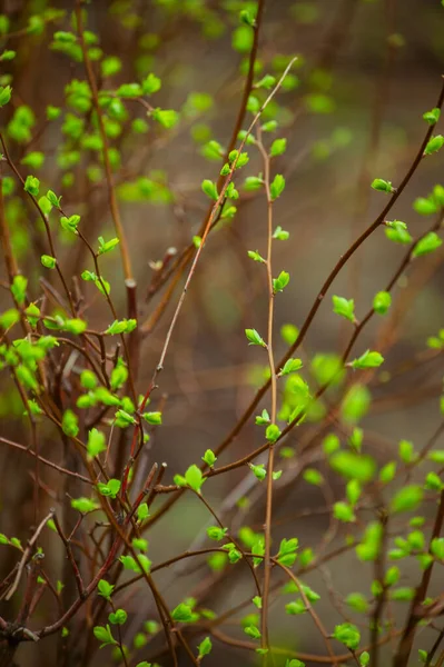 Buds Galhos Árvore Março Ramo Árvore Com Botões Fundo Primavera — Fotografia de Stock