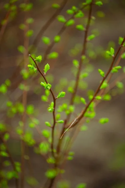 3月に木の枝に芽 芽の背景を持つ木の枝 穏やかな柔らかい背景の屋外に画像春の木の枝 花の背景 光繊細な芸術的イメージ — ストック写真