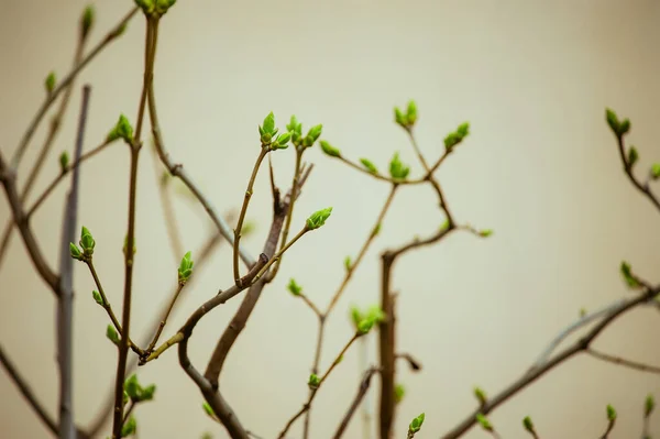 Buds on tree branches in March. Tree branch with buds background, spring. image spring tree branch on gentle soft background outdoors. Floral background. Light delicate artistic image.