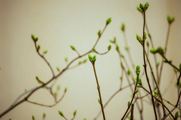 Buds on tree branches in March. Tree branch with buds background, spring. image spring tree branch on gentle soft background outdoors. Floral background. Light delicate artistic image.
