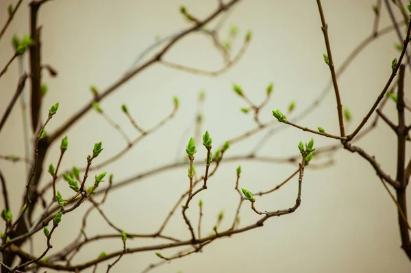 Brotes Ramas Árboles Marzo Rama Del Árbol Con Brotes Fondo — Foto de Stock