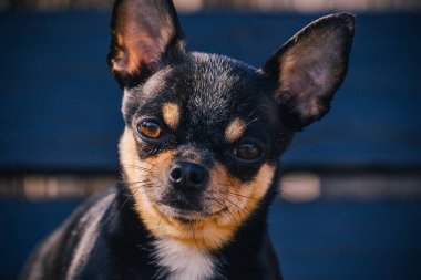 Evcil köpek sokakta yürüyor. Chihuahua köpeği yürüyüşe çıktı. Chihuahua siyah, kahverengi ve beyaz. Yürüyüşe çıkmış şirin bir köpek yavrusu. Bahçedeki ya da parktaki köpek İyi yetiştirilmiş köpek Chihuahua mini pürüzsüz saçlı