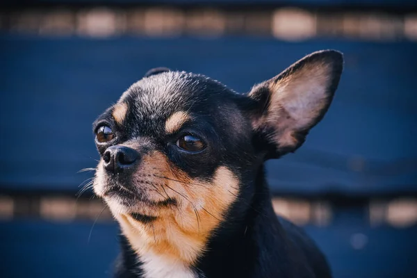 Evcil Köpek Sokakta Yürüyor Chihuahua Köpeği Yürüyüşe Çıktı Chihuahua Siyah — Stok fotoğraf