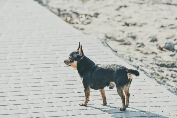 Hondenloopjes Straat Chihuahua Hond Voor Een Wandeling Chihuahua Zwart Bruin — Stockfoto