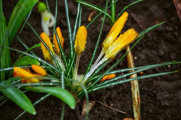 Tavasszal Gyepen Tavaszi Háttér Tavaszi Virágok Finom Törékeny Színes Crocus — Stock Fotó