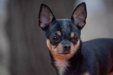 Evcil köpek Chihuahua sokakta yürüyor. Chihuahua köpeği yürüyüşe çıktı. Chihuahua siyah, kahverengi ve beyaz. Yürüyüşe çıkmış şirin bir köpek yavrusu. Parktaki köpek. Evcil hayvan. Doğa ve köpek. günbatımında