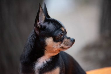Evcil köpek Chihuahua sokakta yürüyor. Chihuahua köpeği yürüyüşe çıktı. Chihuahua siyah, kahverengi ve beyaz. Yürüyüşe çıkmış şirin bir köpek yavrusu. Parktaki köpek. Evcil hayvan. Doğa ve köpek. günbatımında