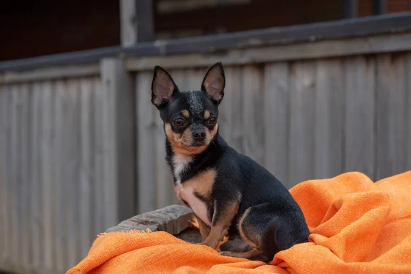 Zvířecí Pes Chihuahua Chodí Ulici Chihuahua Pes Procházku Chihuahua Černá — Stock fotografie