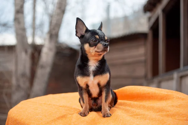 ペット犬Chihuahua通りを歩く 散歩のChihuahua犬 Chihuahua黒 茶色と白 散歩中の可愛い子犬 公園の犬 ペット 自然と犬 日没時に — ストック写真